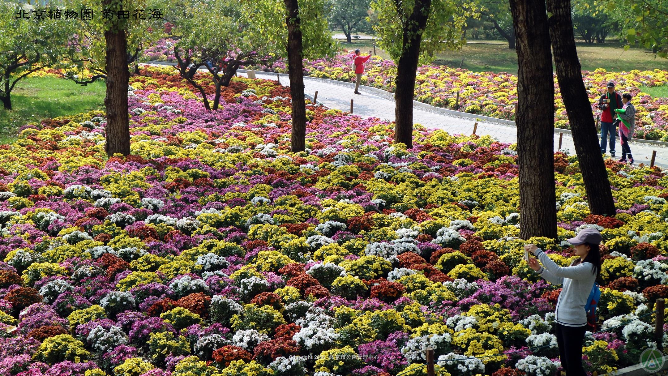 北京植物园全面开启“深秋模式”_依稀植物网
