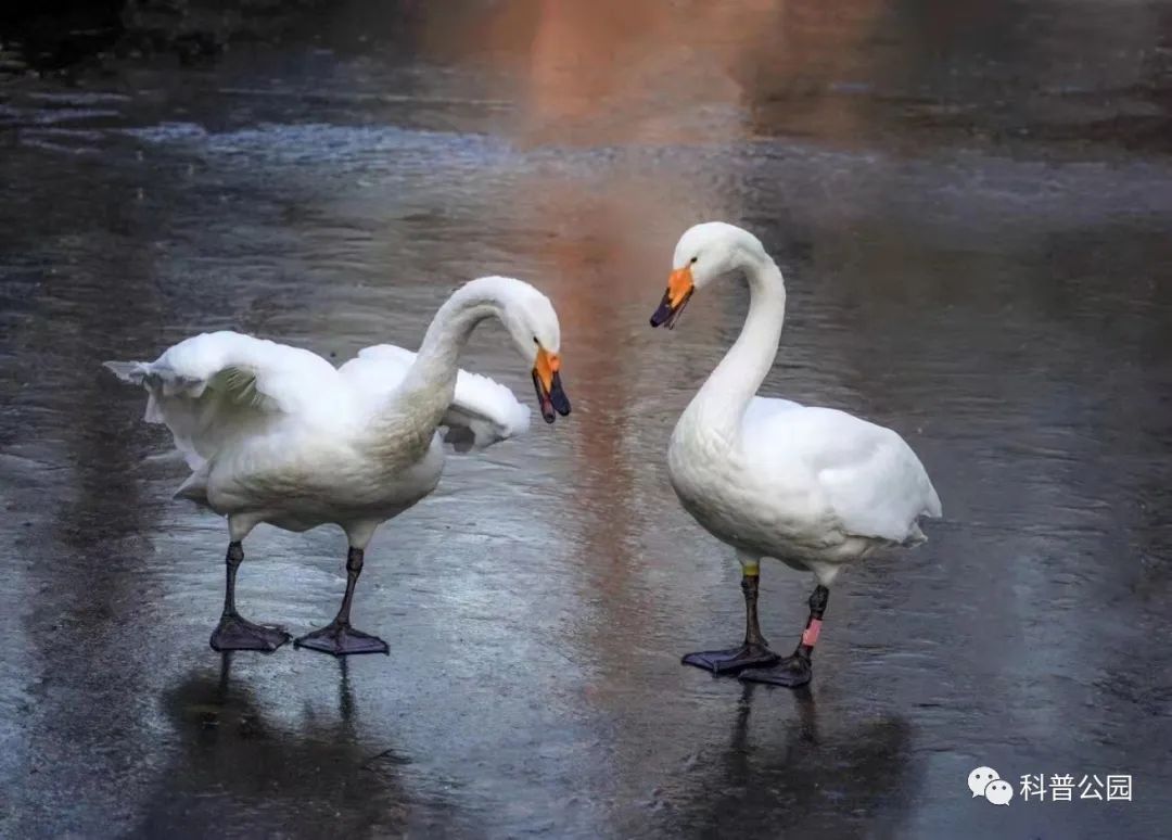西伯利亚都能生存的天鹅，想被北京的冬天就给冻在冰上还是很有难度的.jpg