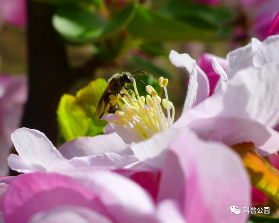 “大自然的奥妙之公园昆虫家族”科普展.png “大自然的奥妙之公园昆虫家族”科普展.png