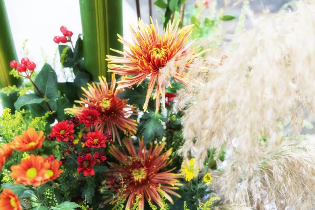 展出的菊花照片 展出的菊花照片