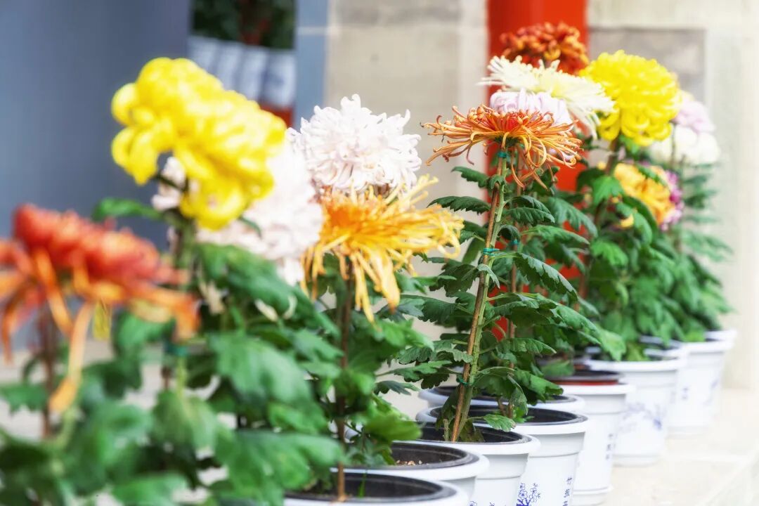 菊花品种多样照片 菊花品种多样照片