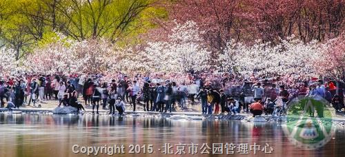 二等奖-花海人潮-刘滨义 二等奖-花海人潮-刘滨义