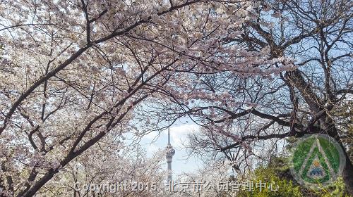 三等奖-樱花烂漫-谢小玲 三等奖-樱花烂漫-谢小玲