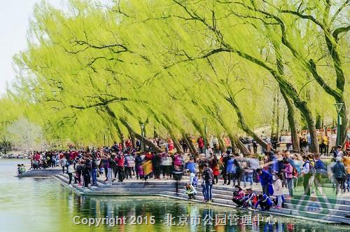 优秀奖-春风又绿江南岸,游客如梭玉渊潭-刘滨义 优秀奖-春风又绿江南岸,游客如梭玉渊潭-刘滨义