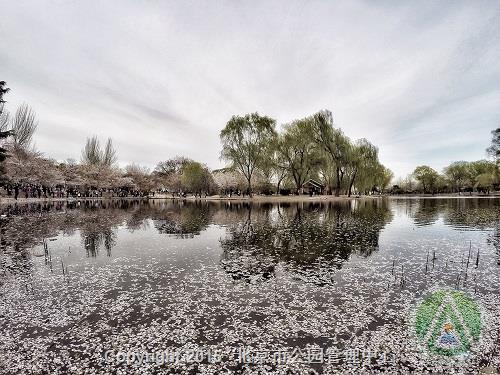 优秀奖-落樱满池-蔡俊杰 优秀奖-落樱满池-蔡俊杰