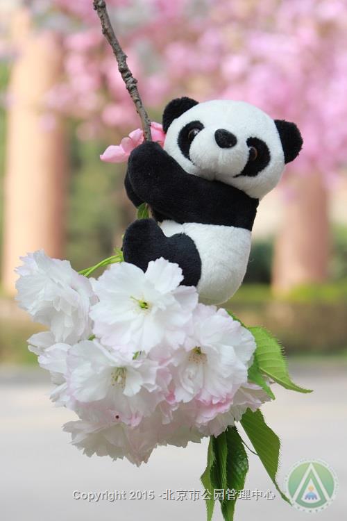 优秀奖-小小熊猫与美美樱花-谢育利 优秀奖-小小熊猫与美美樱花-谢育利