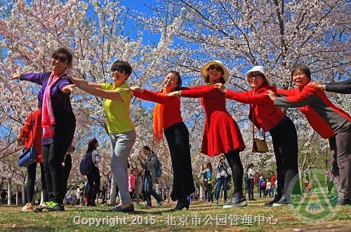 优秀奖-樱花盛开春满园-吴梦珠 优秀奖-樱花盛开春满园-吴梦珠