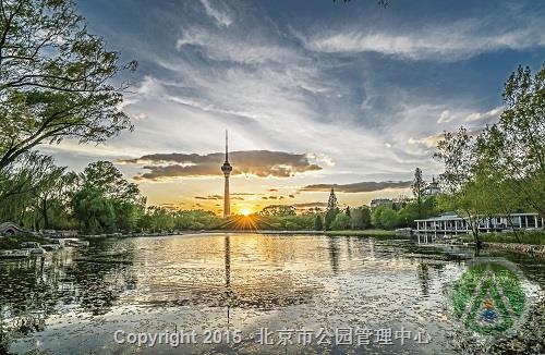优秀奖-樱花盛开春满园-吴梦珠 优秀奖-樱花盛开春满园-吴梦珠