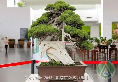 “盆玩雅趣——中国盆景艺术展”在园博馆开展