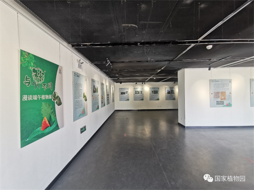 与‘粽’不同——漫谈端午植物展照片.png