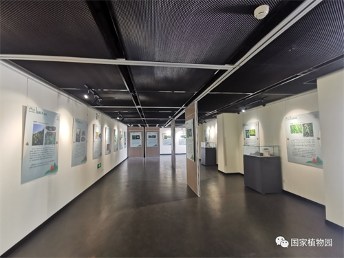与‘粽’不同——漫谈端午植物展照片.png