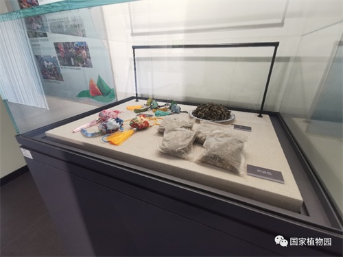 与‘粽’不同——漫谈端午植物展照片.png