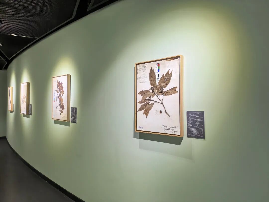 展出的珍稀标本照片