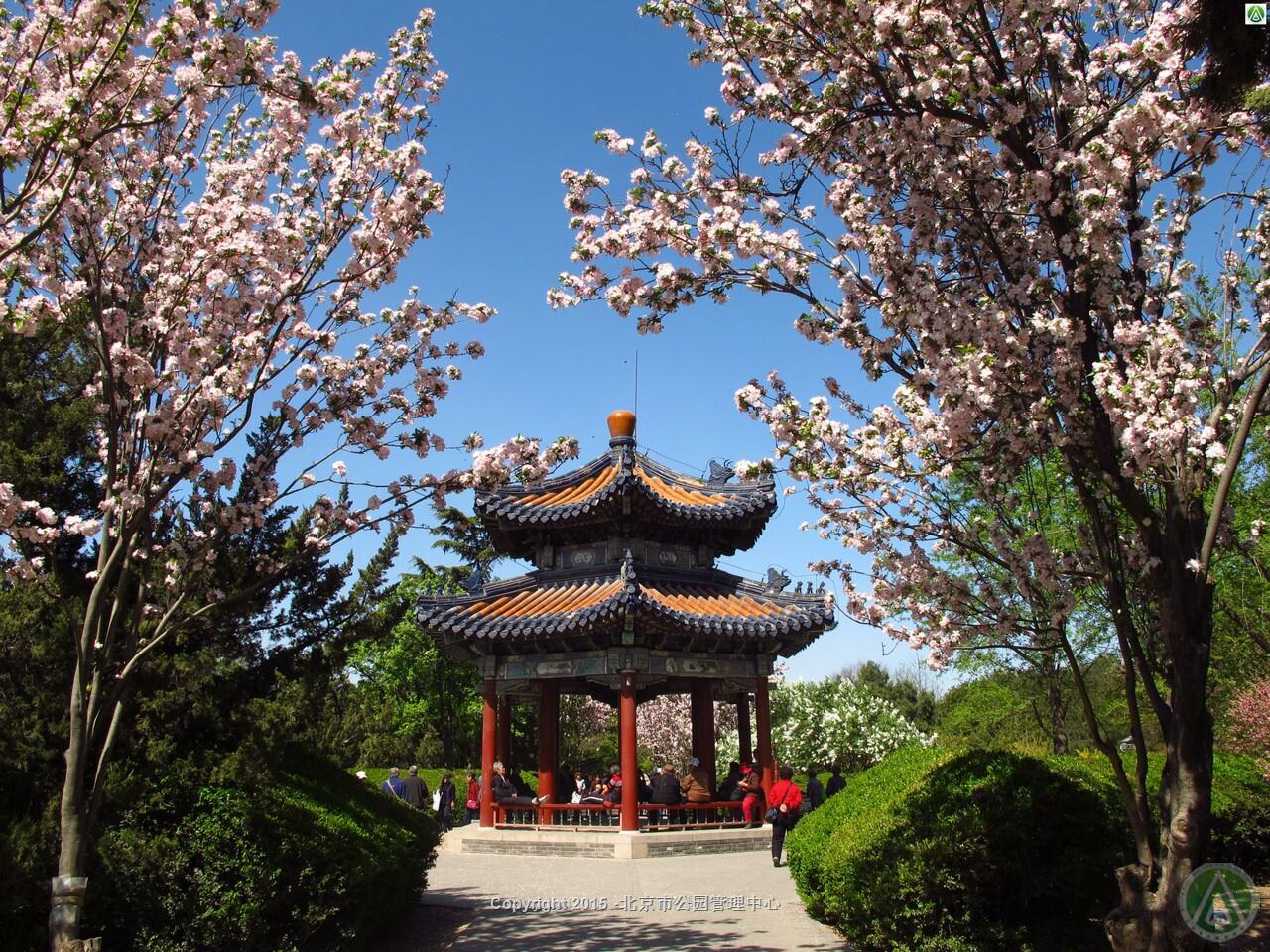 春到百花园·海棠（刘育俭）
