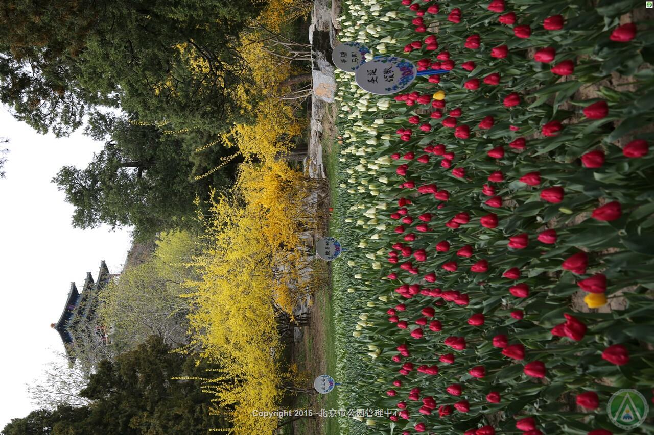 景山公园郁金香