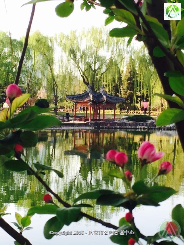 陶然亭公园海棠