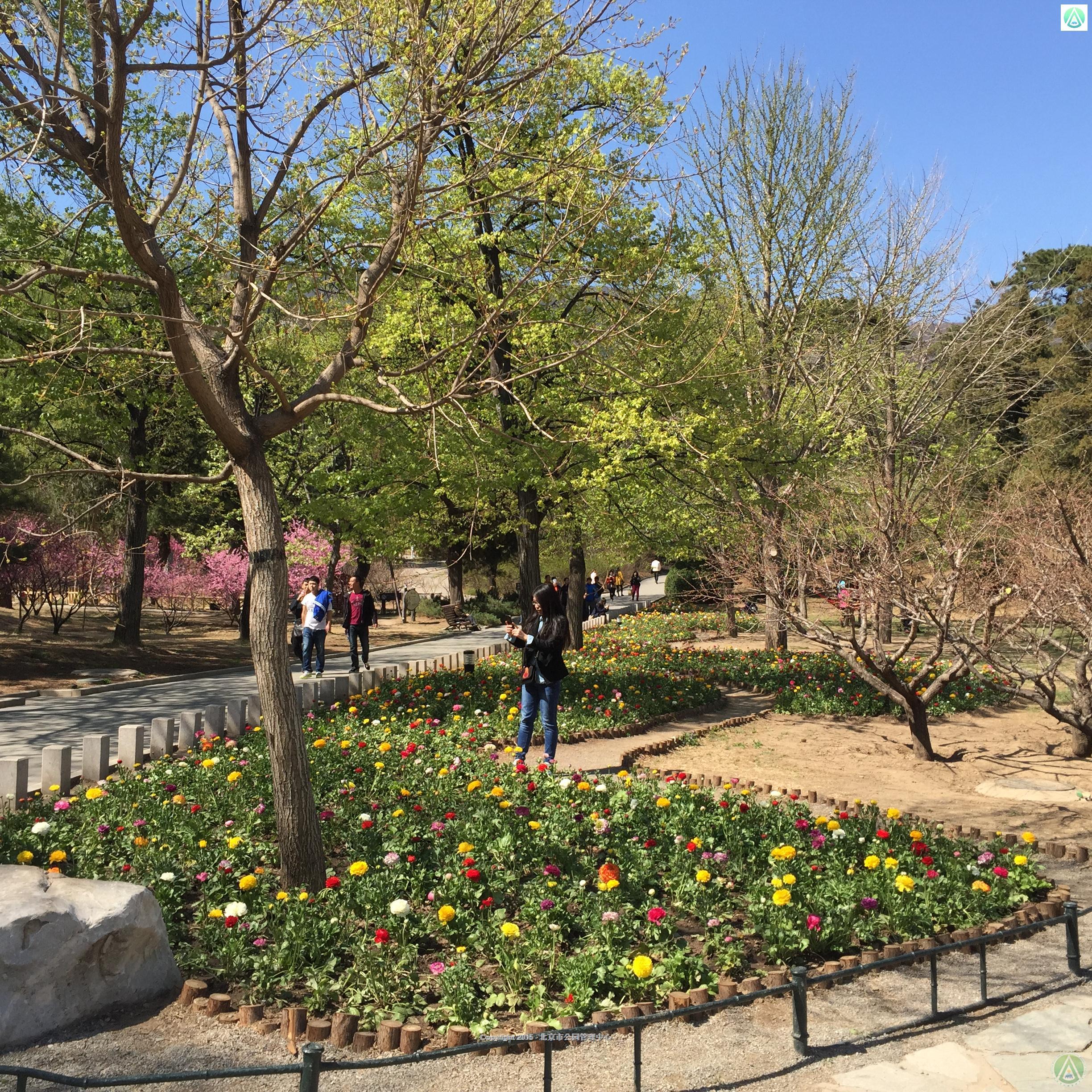 香山公园佳日园花毛茛