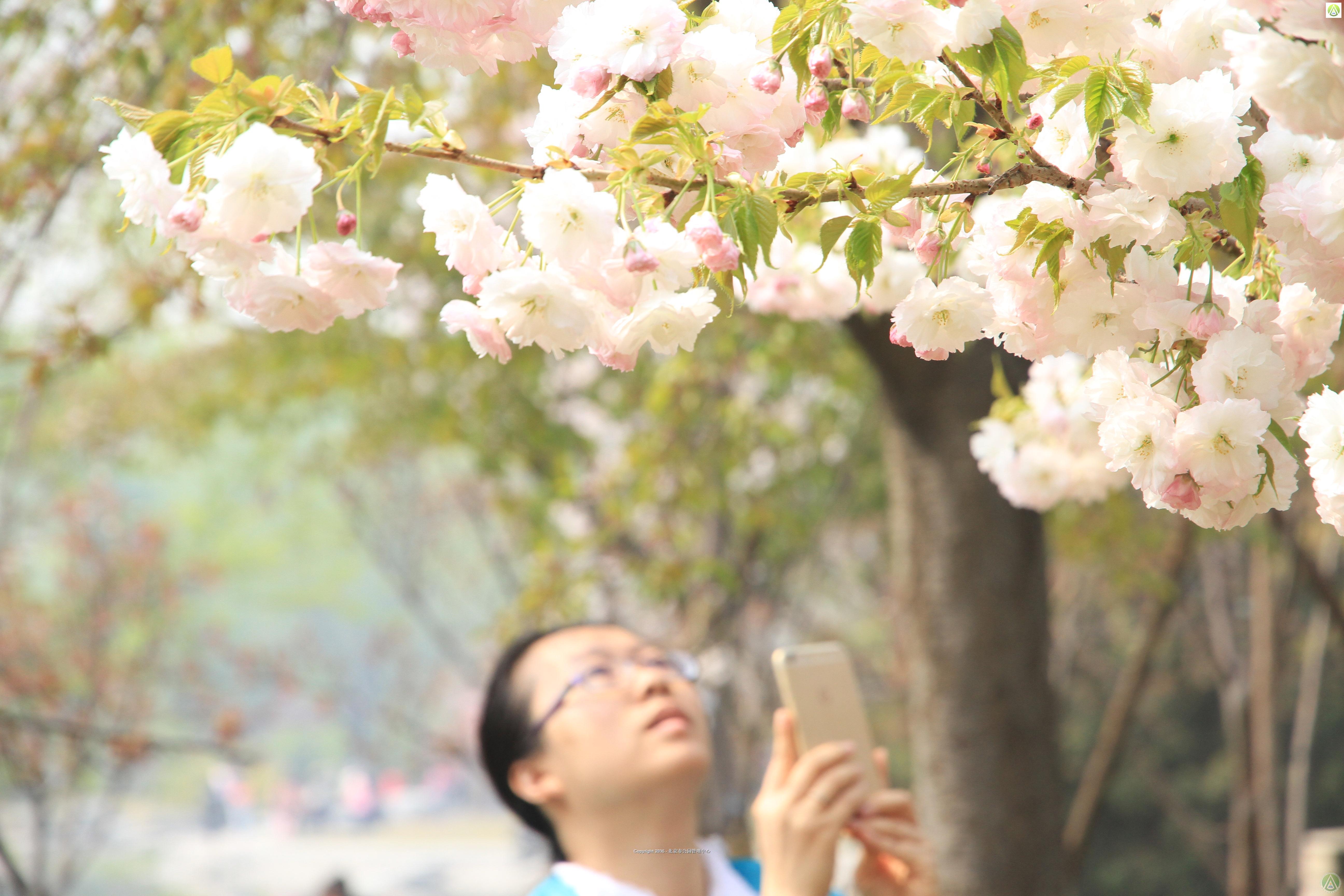 玉渊潭公园--《一叶》