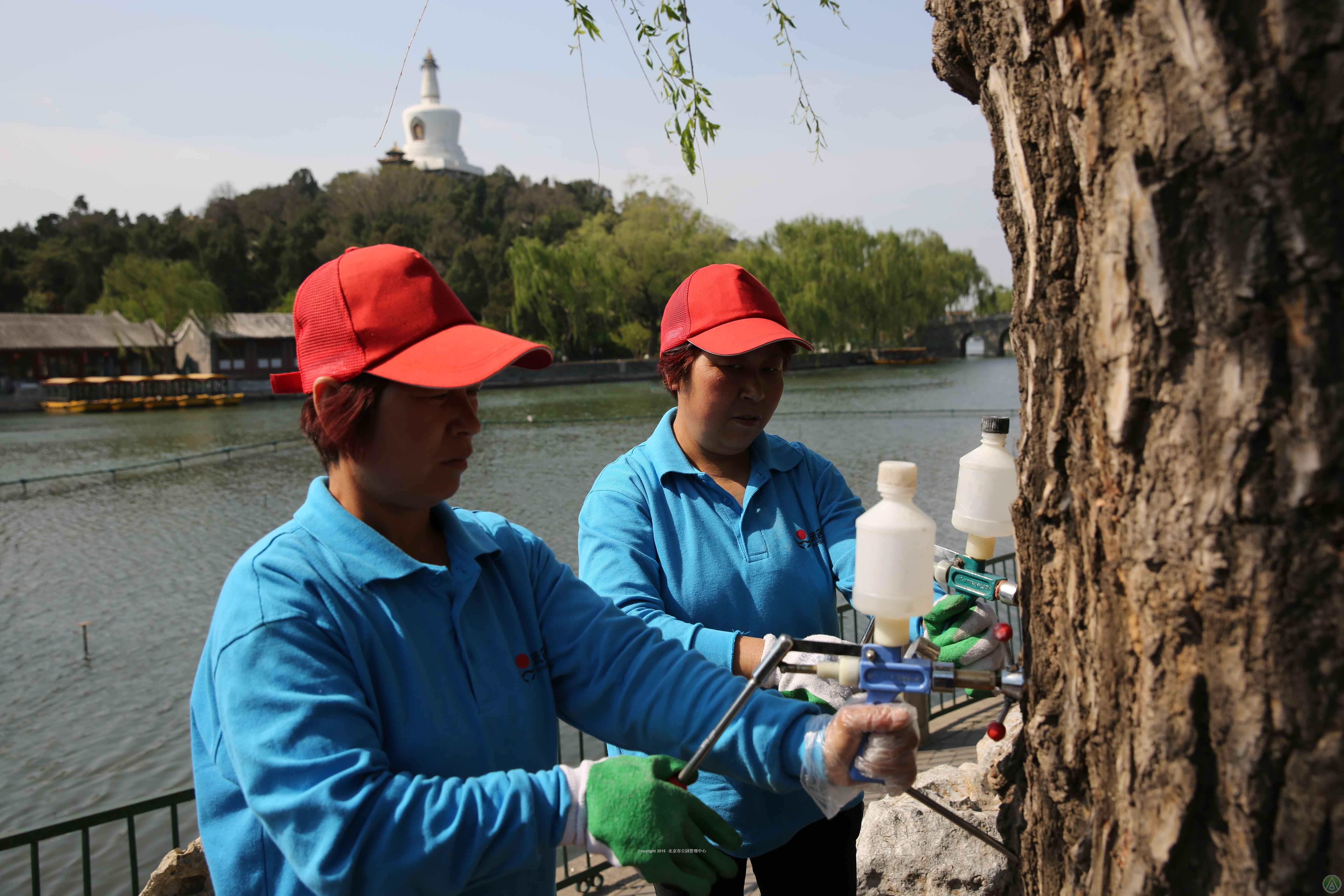 市属公园“科技的重拳”加快治理公园里的杨柳飞絮