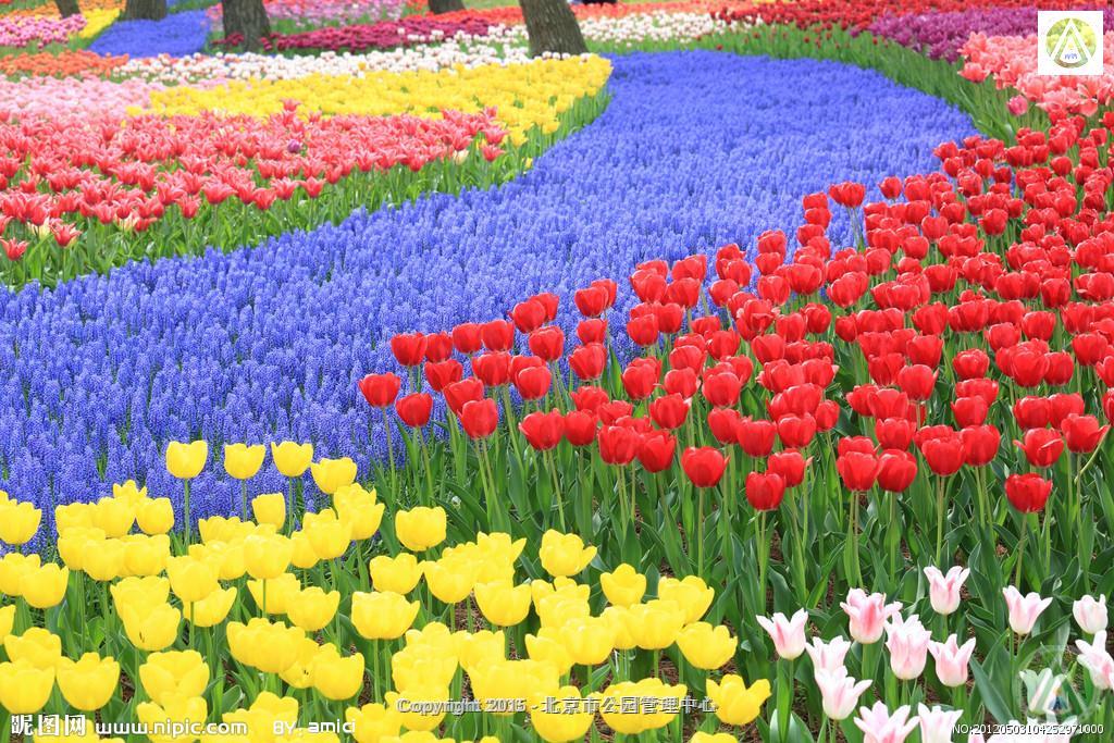2015年北京植物园郁金香展