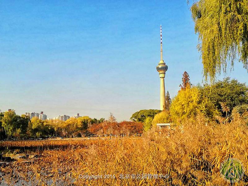 玉渊潭公园