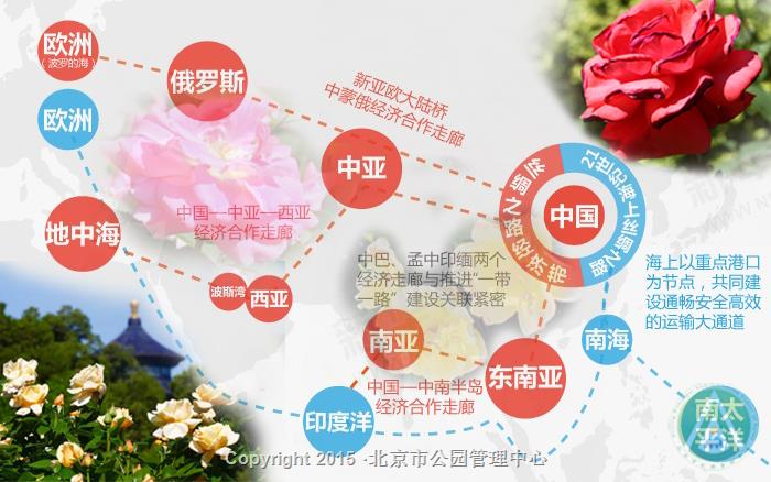 月季“花中皇后”，“一带一路”的典范