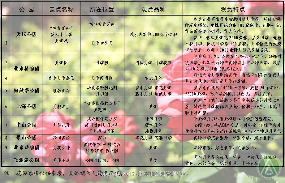 各大公园内的月季都已盛开