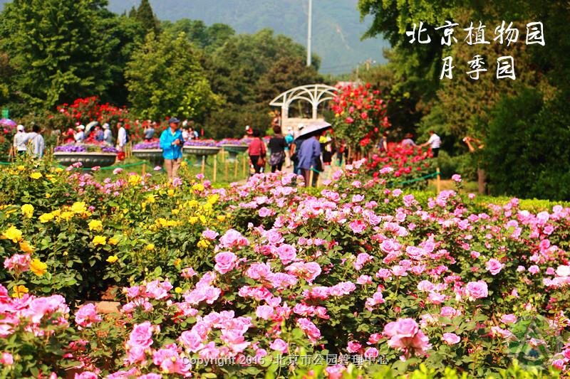 北京植物园月季园
