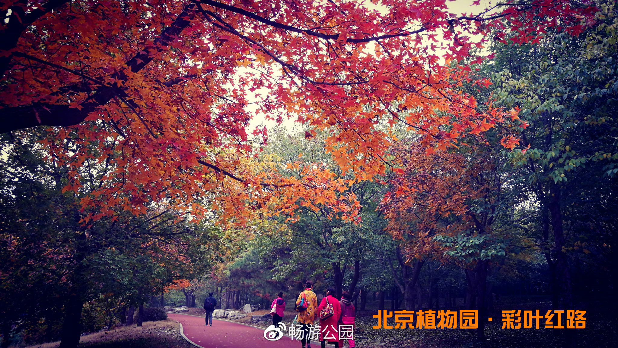 北京植物园·彩叶红路