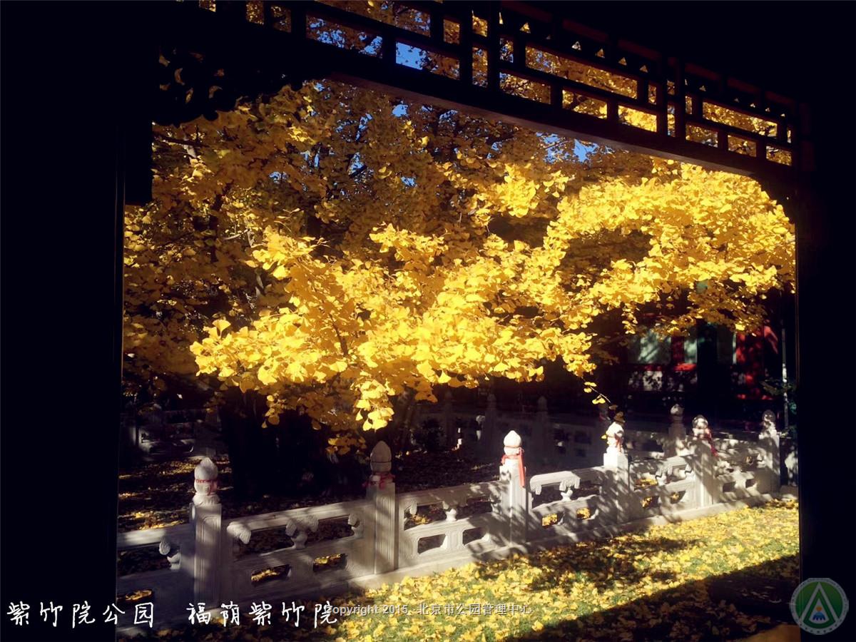 紫竹院公园·福荫紫竹院