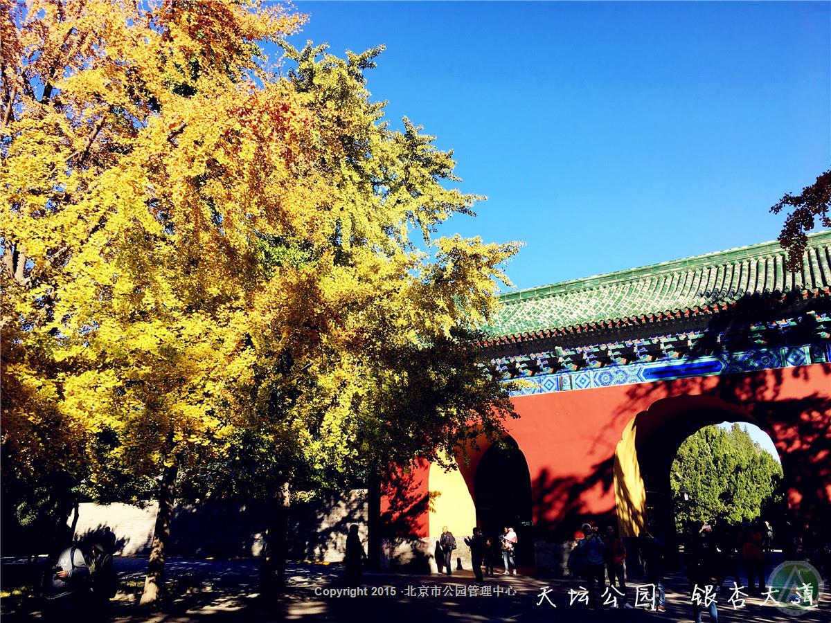 天坛公园·银杏大道