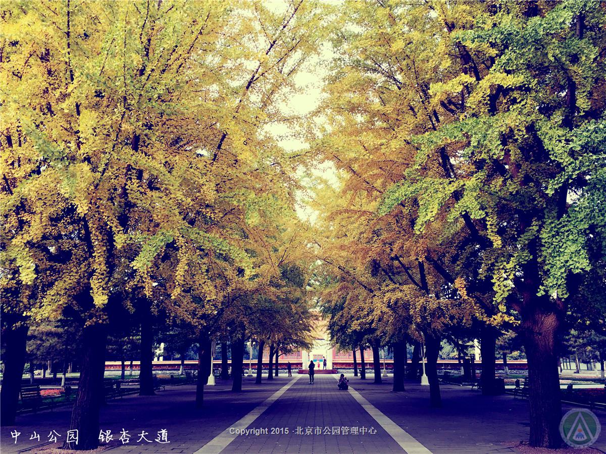 中山公园·银杏大道