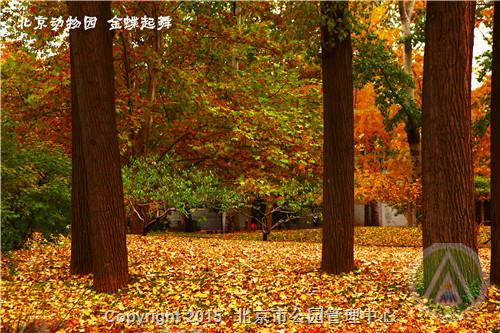 北京动物园金蝶起舞