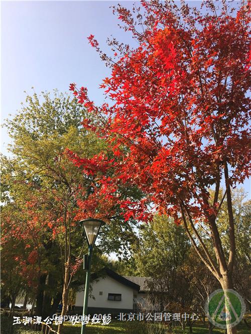 玉渊潭公园