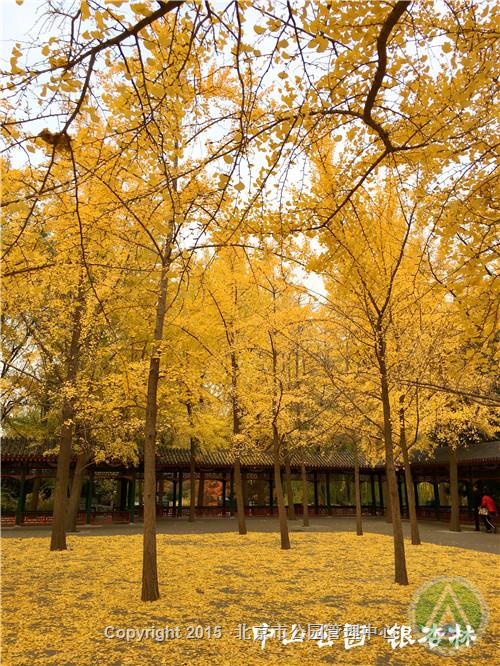 中山公园