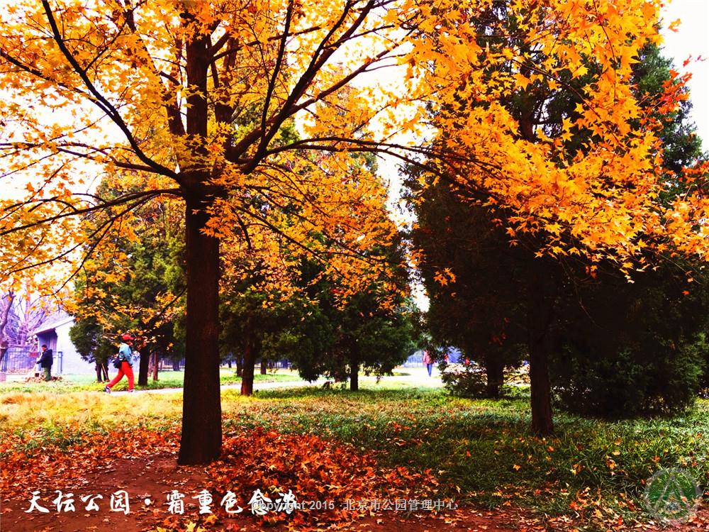 天坛公园·双重色愈浓