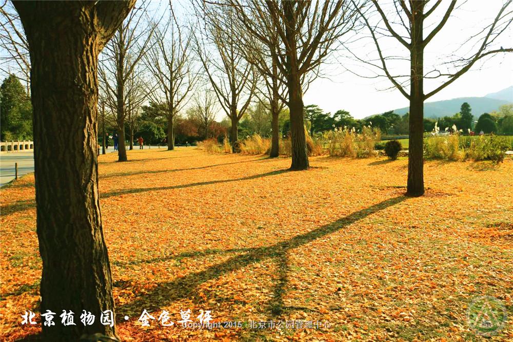 北京植物园·金色草坪