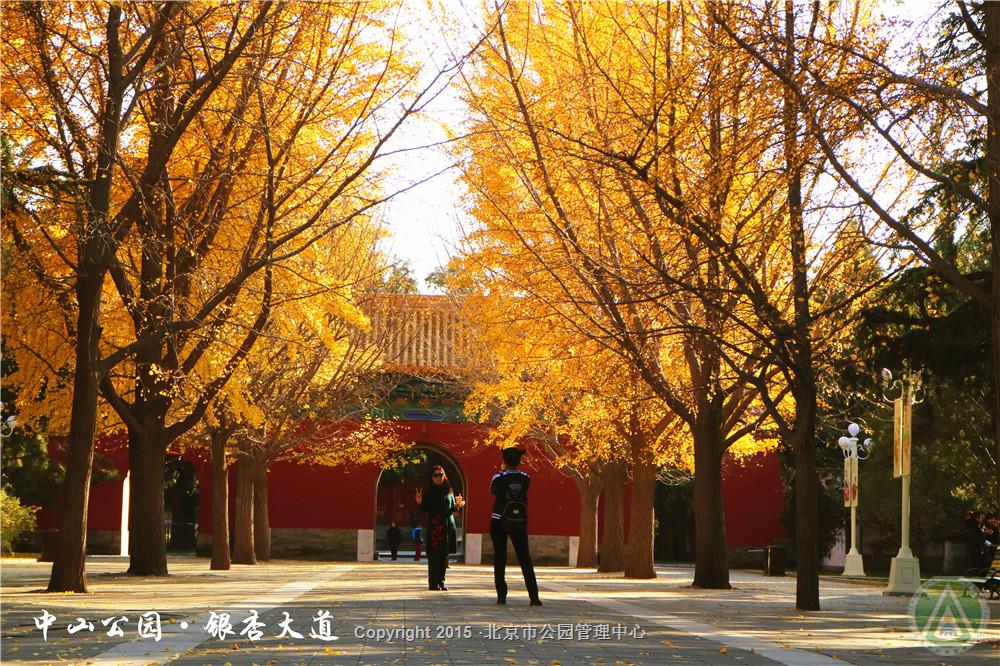中山公园·银杏大道