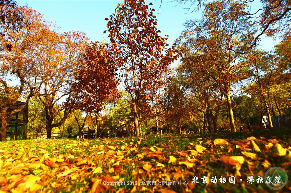 北京动物园·深秋底蕴