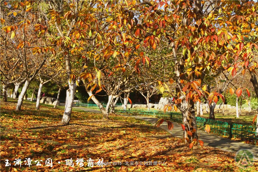 玉渊潭公园