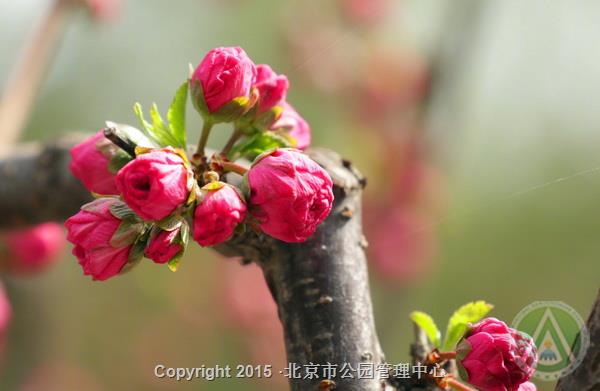  梅花