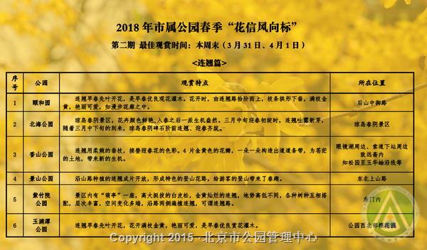 市属公园春季“花信风向标”——连翘篇