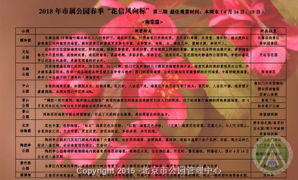 市属公园春季“花信风向标”第三期最佳观赏之海棠篇 市属公园春季“花信风向标”第三期最佳观赏之海棠篇