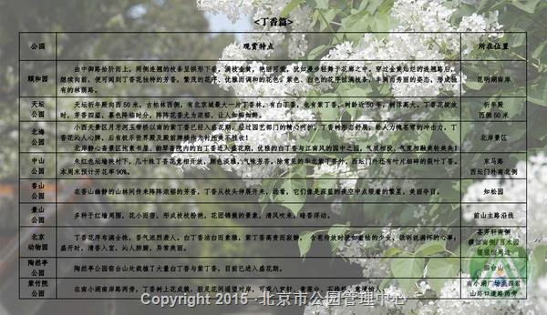 市属公园春季“花信风向标”第三期最佳观赏之丁香篇