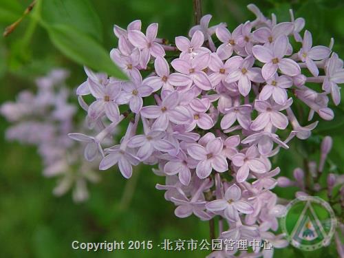 北京植物园  活动一：“专家带您识花草——丁香专场”