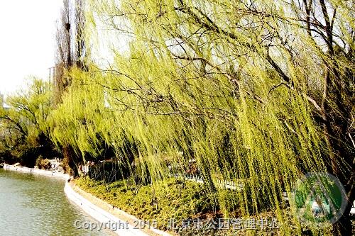 活动二：“专家带您识花草——桃花专场”