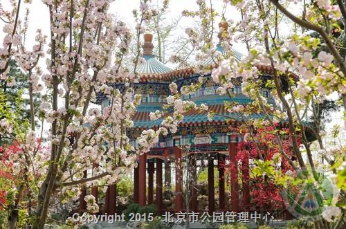 中国园林博物馆活动一：中国传统花卉文化体验系列活动之海棠