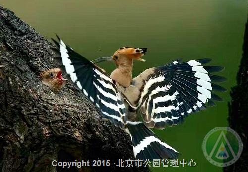 中国园林博物馆活动三：我们身边的“野性”邻居