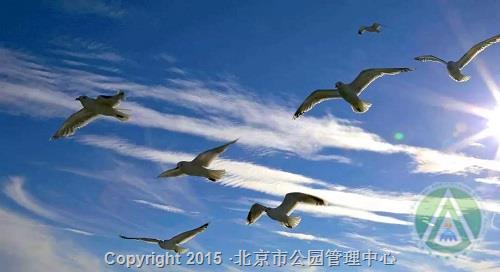 北京动物园活动一：“周末动物课堂——羽毛的秘密”