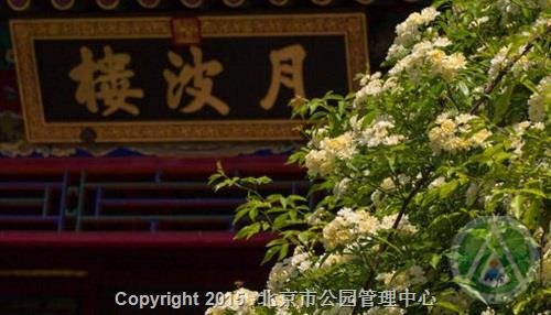 2018春季“花信风向标”